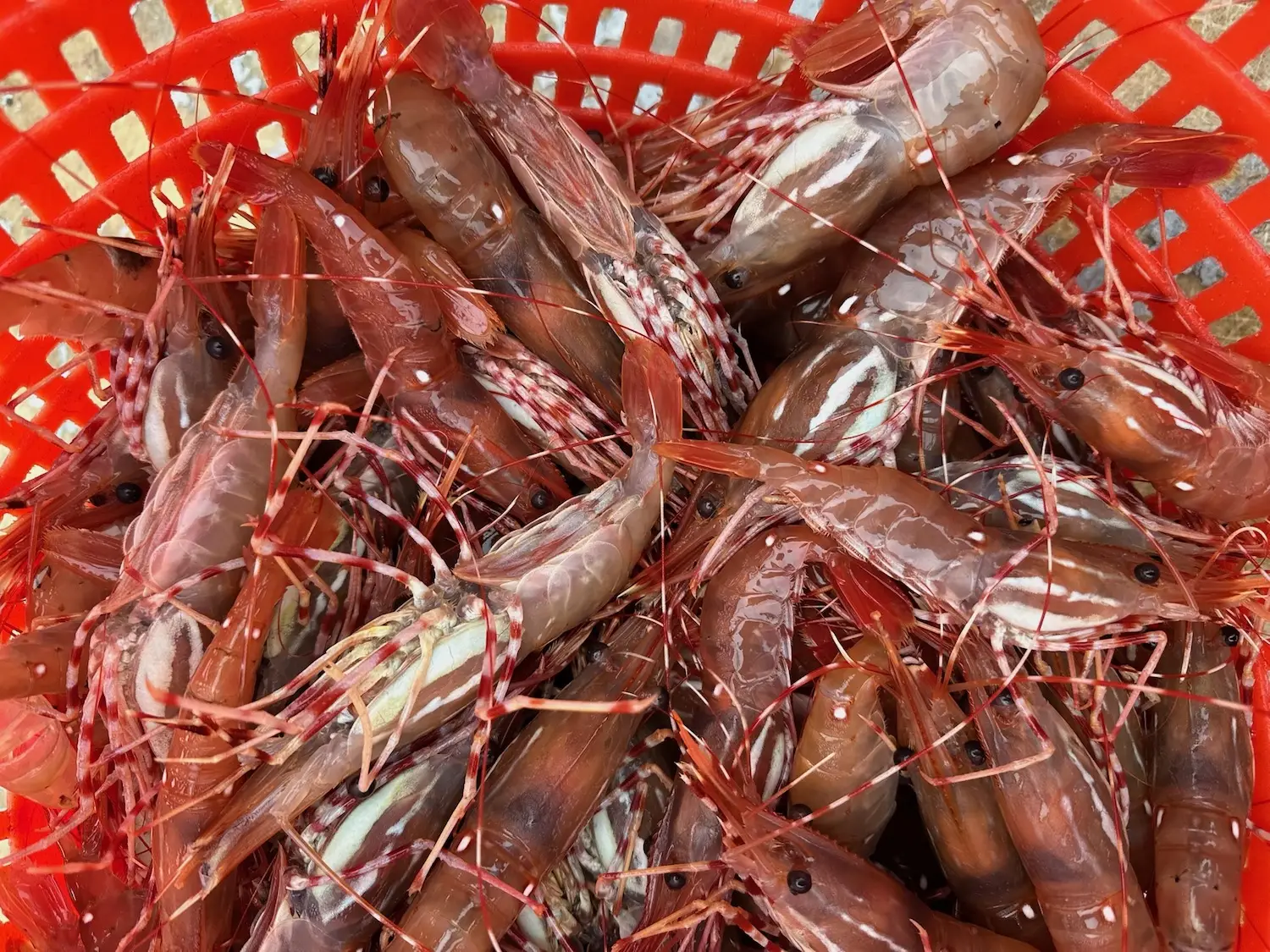 San Diego Magazine's Best San Diego Food & Drink 2025 featuring fresh shrimp from the North County Fishermen’s Market