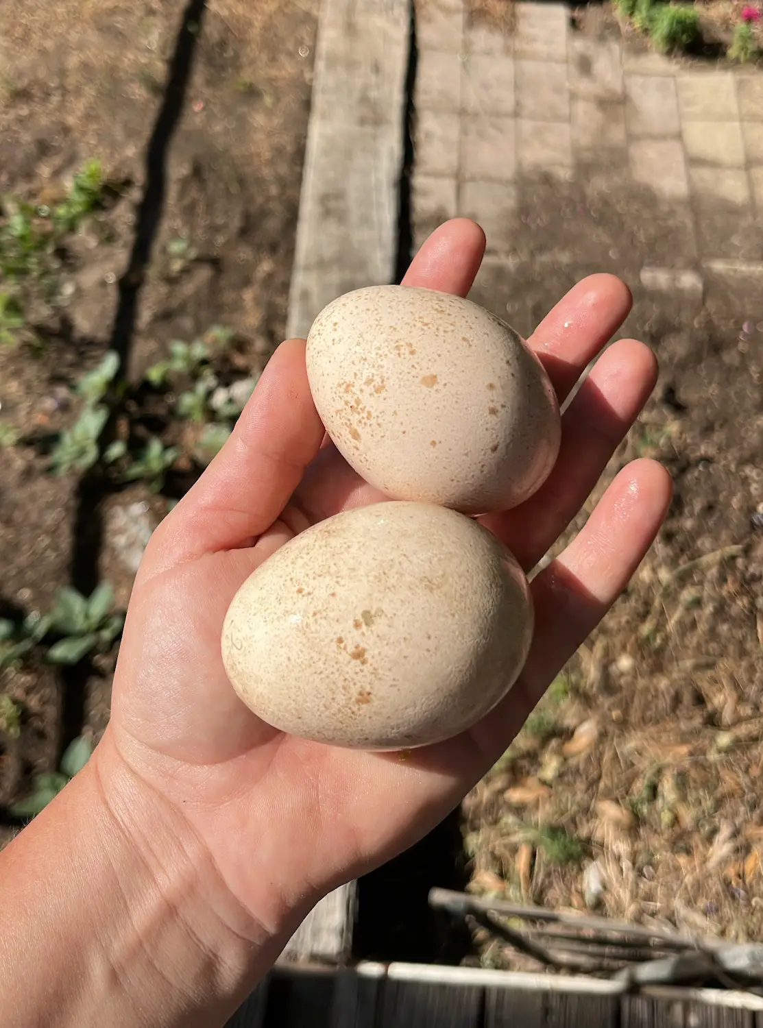 San Diego bakery Wildwood Flour previously located in Pacific Beach and now opening a farm in Campo featuring chicken eggs