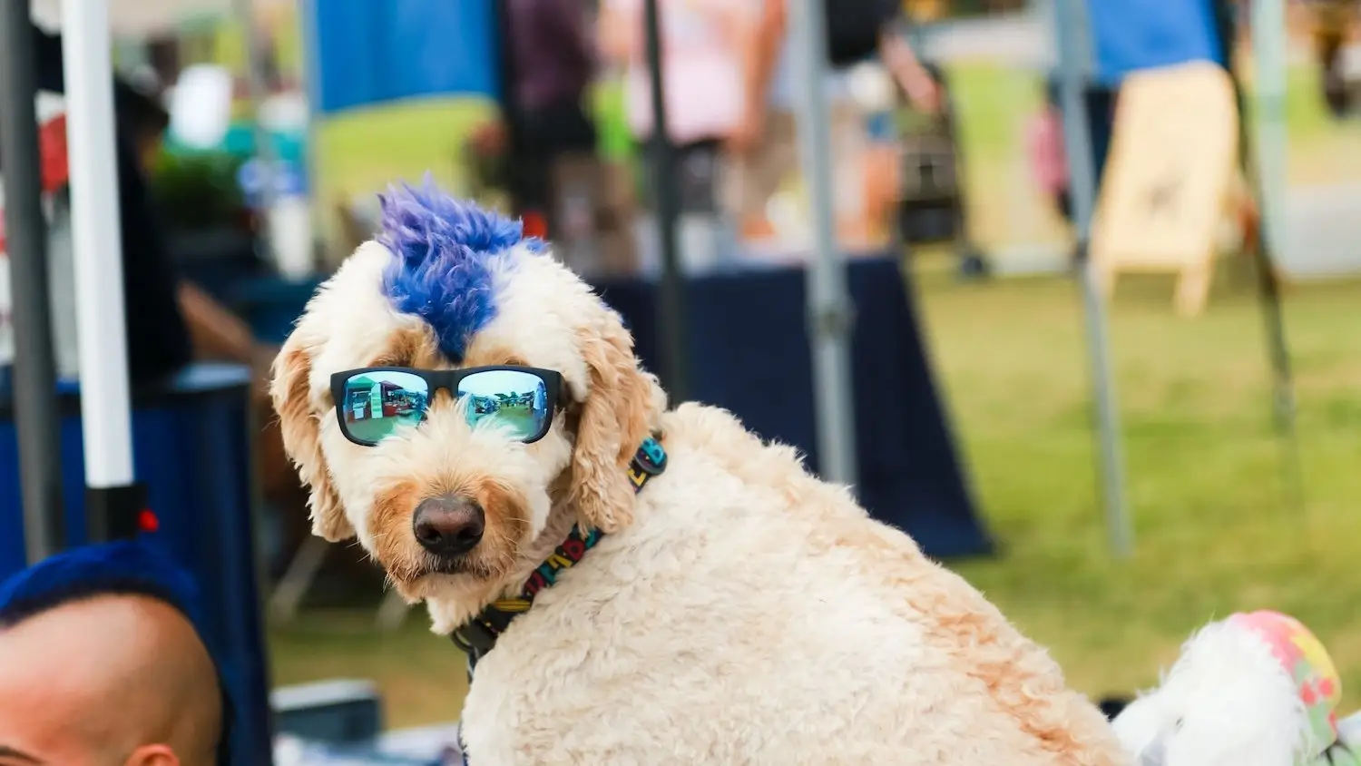 Fun things to Do in San Diego this weekend, July 29–Aug. 3 2025 featuring Cardiff Dog Days of Summer