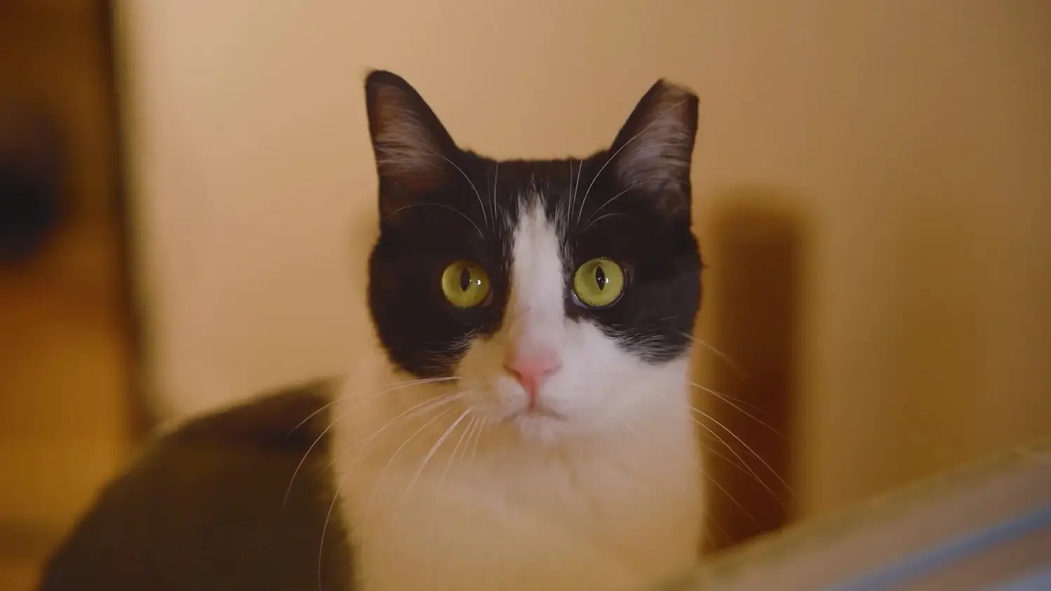 San Diego Comic-Con 2025 free and offsite events without a badge featuring Kitties and Coffee for Comic-Con at The Cat Cafe