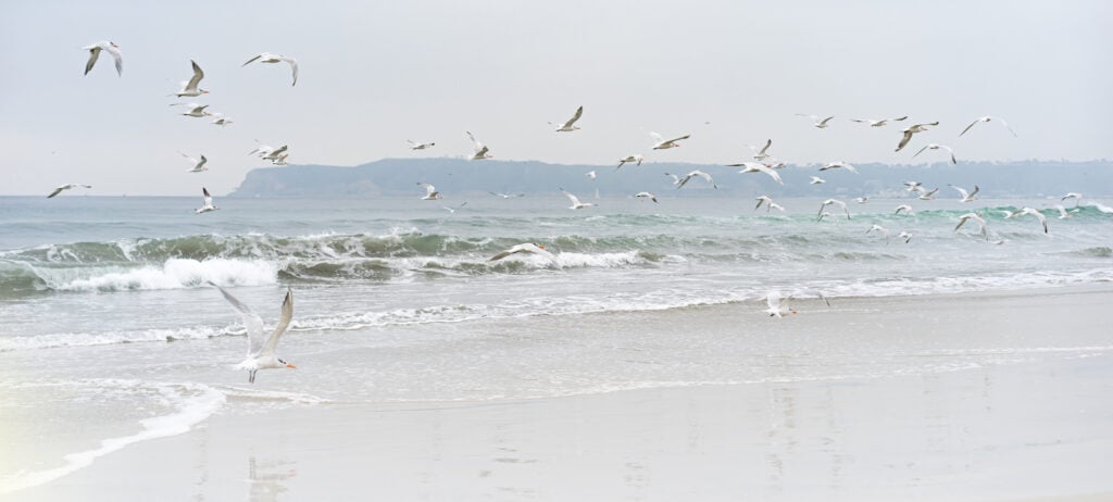 Fun things to do in San Diego this month August 2025