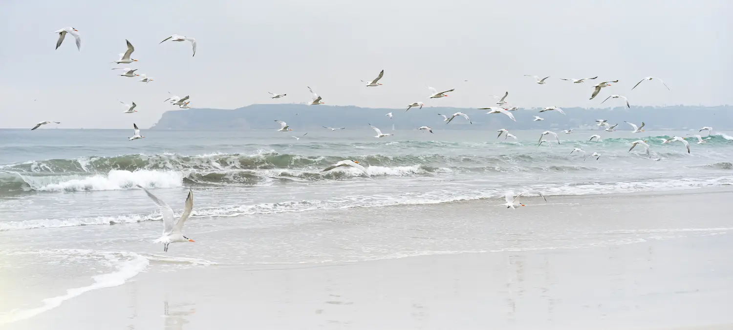 Fun things to do in San Diego this month August 2025