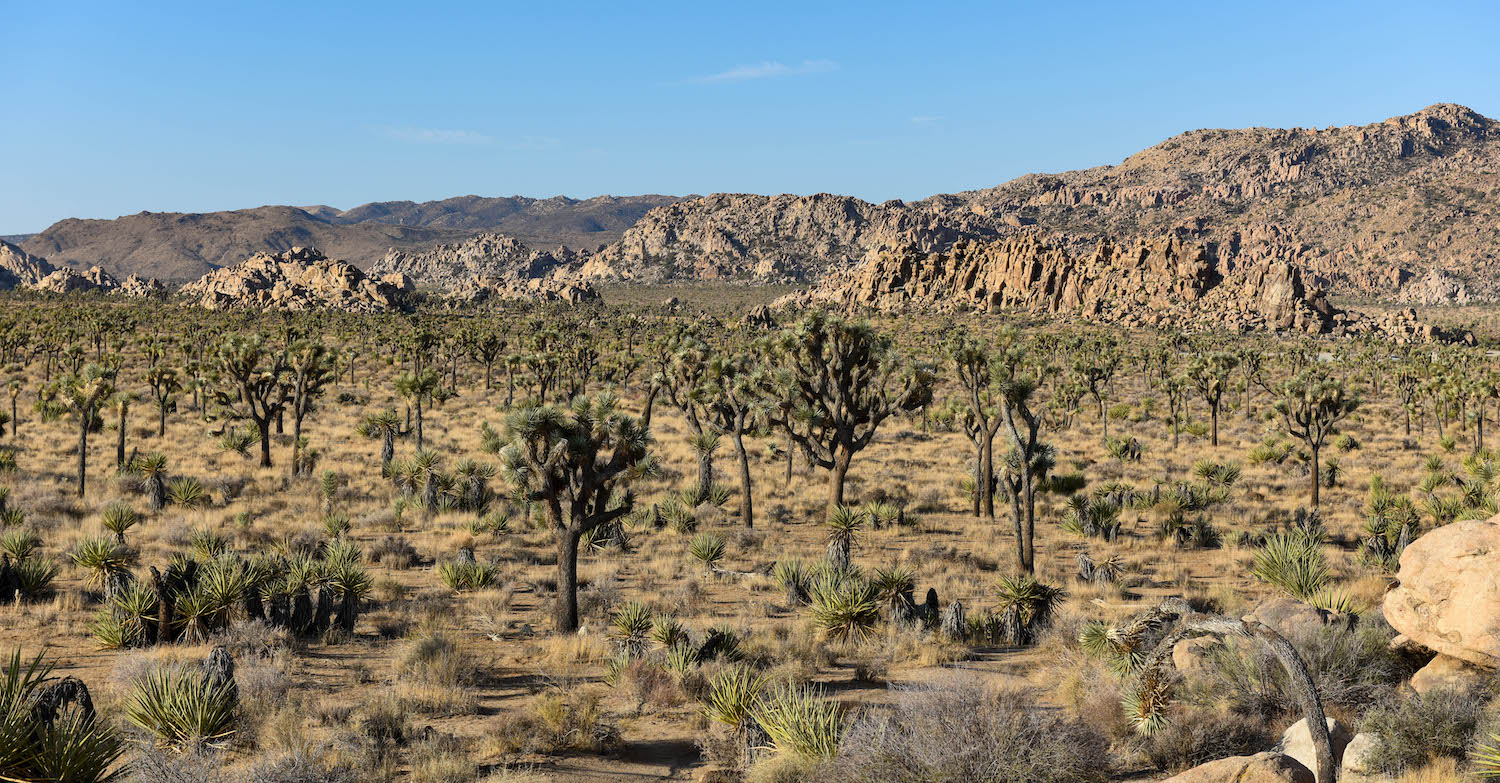 Joshua Tree National Park, an affordable weekend getaway near San Diego, CA
