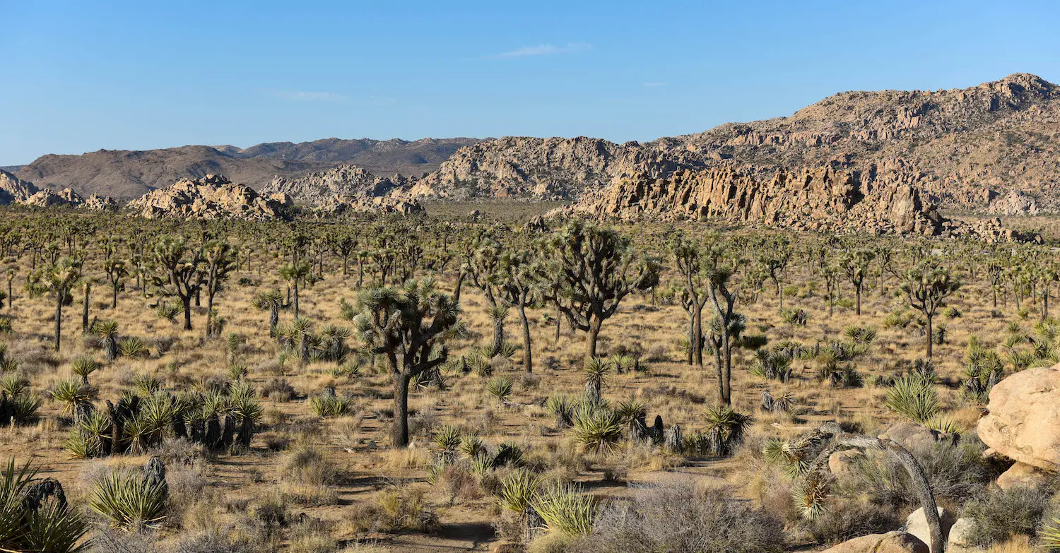 Joshua Tree National Park, an affordable weekend getaway near San Diego, CA