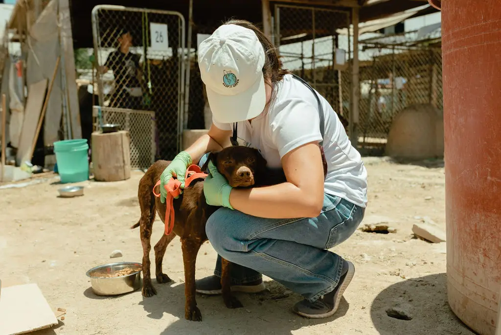 The Animal Pad Offers Cross-Border Canines a Second Chance
