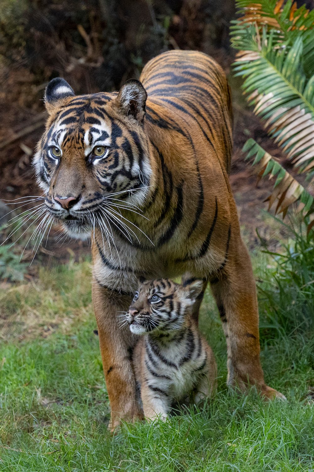 San Diego Magazine's Best San Diego Arts & Culture 2025 featuring new San Diego Zoo Sumatrian tiger cub Barong 