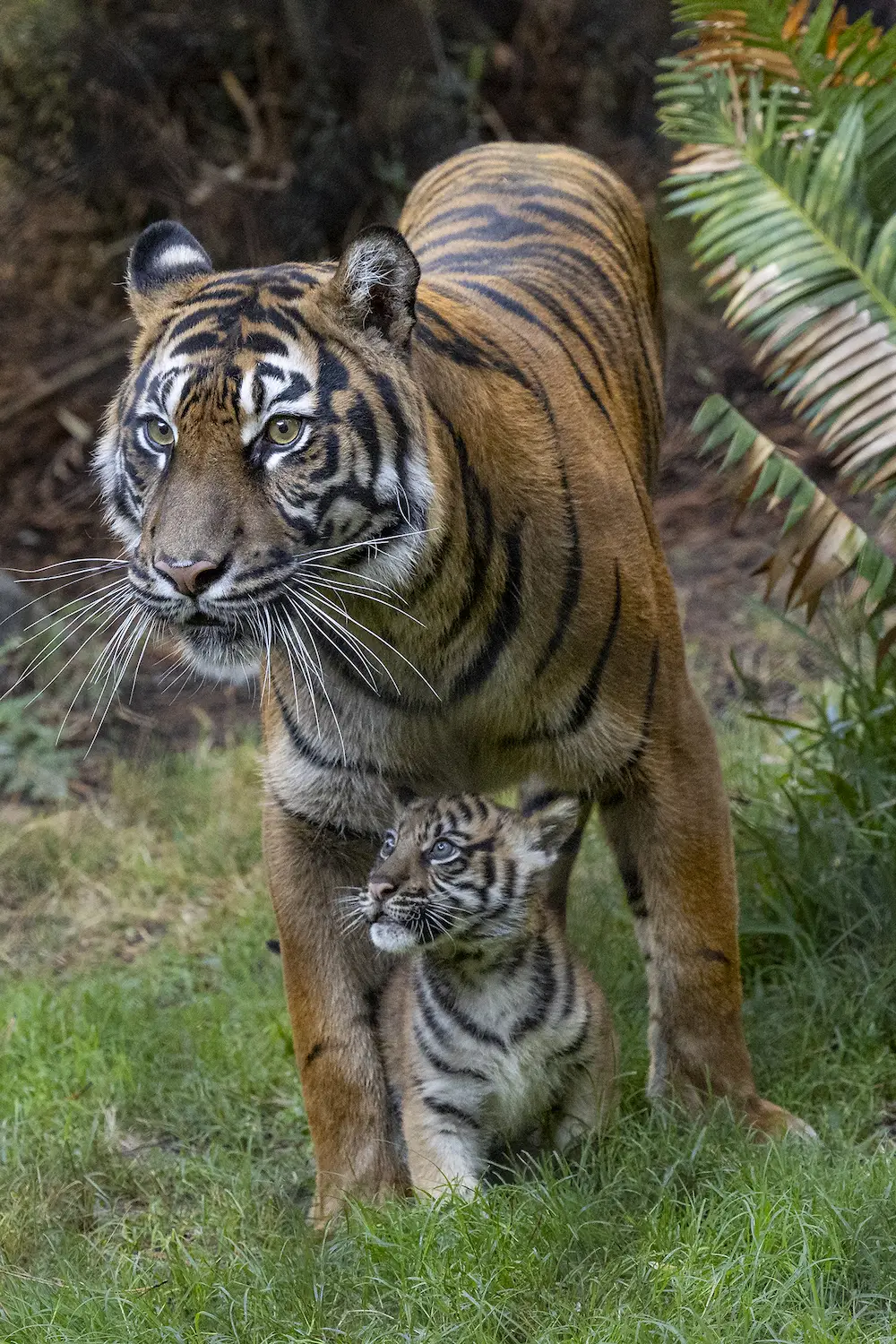 San Diego Magazine's Best San Diego Arts & Culture 2025 featuring new San Diego Zoo Sumatrian tiger cub Barong 
