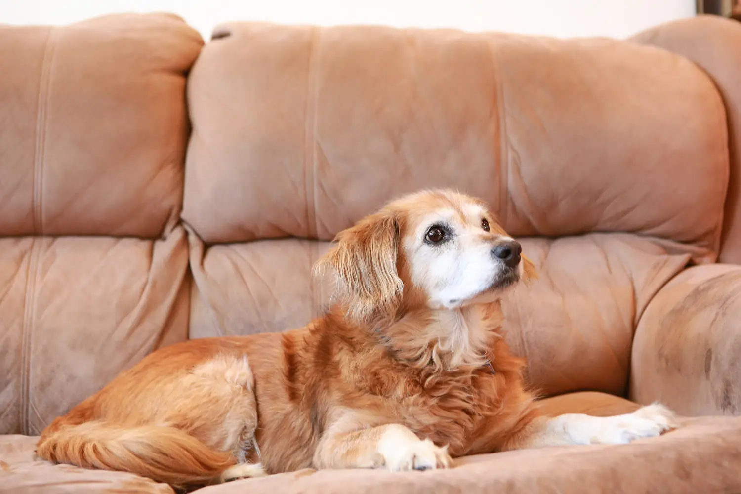 San Diego Magazine's Best of 2025 Reader's Pick winner for Pets Frosted Faces Foundation