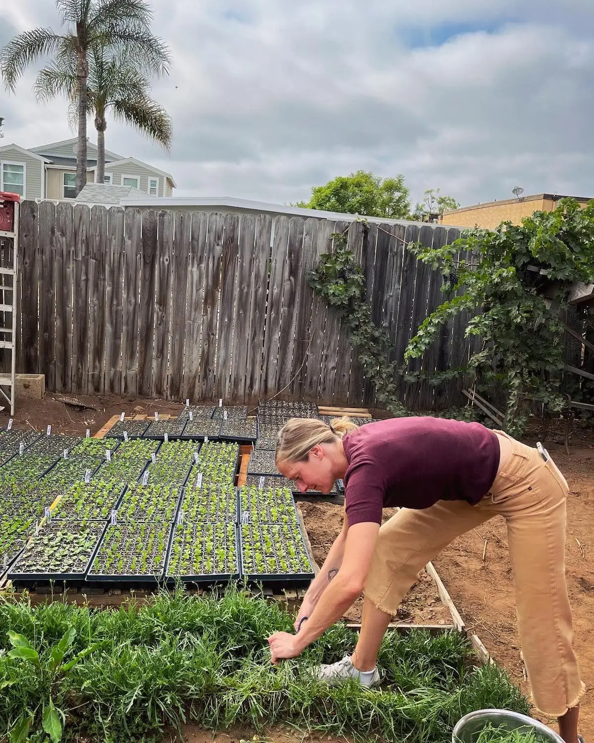 Farm-to-table San Diego restaurant Mesa Agricola owner Megan Strom in Escondido harvesting produce 