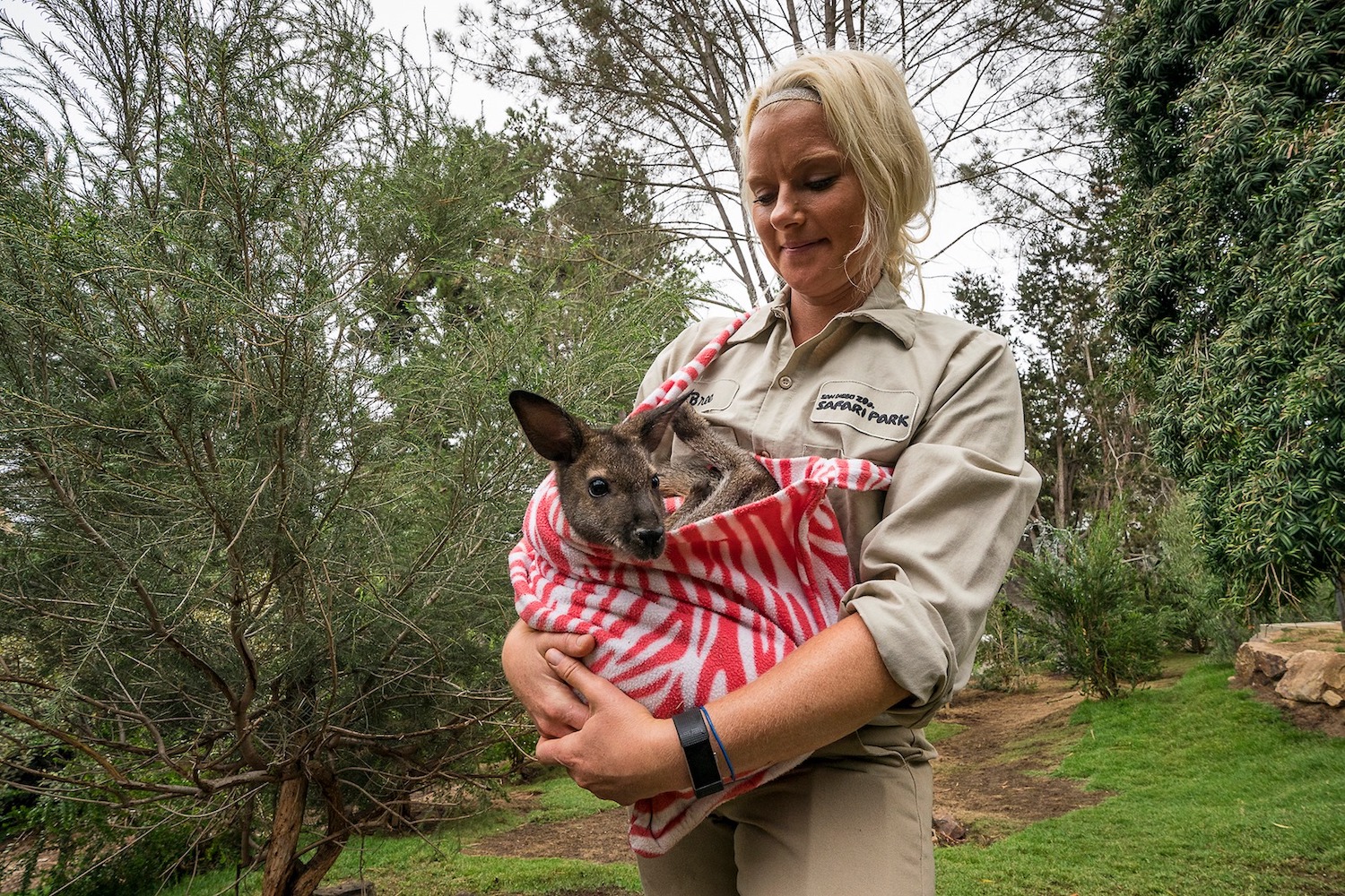 San Diego Zoo and Safari Park wildlife care expert