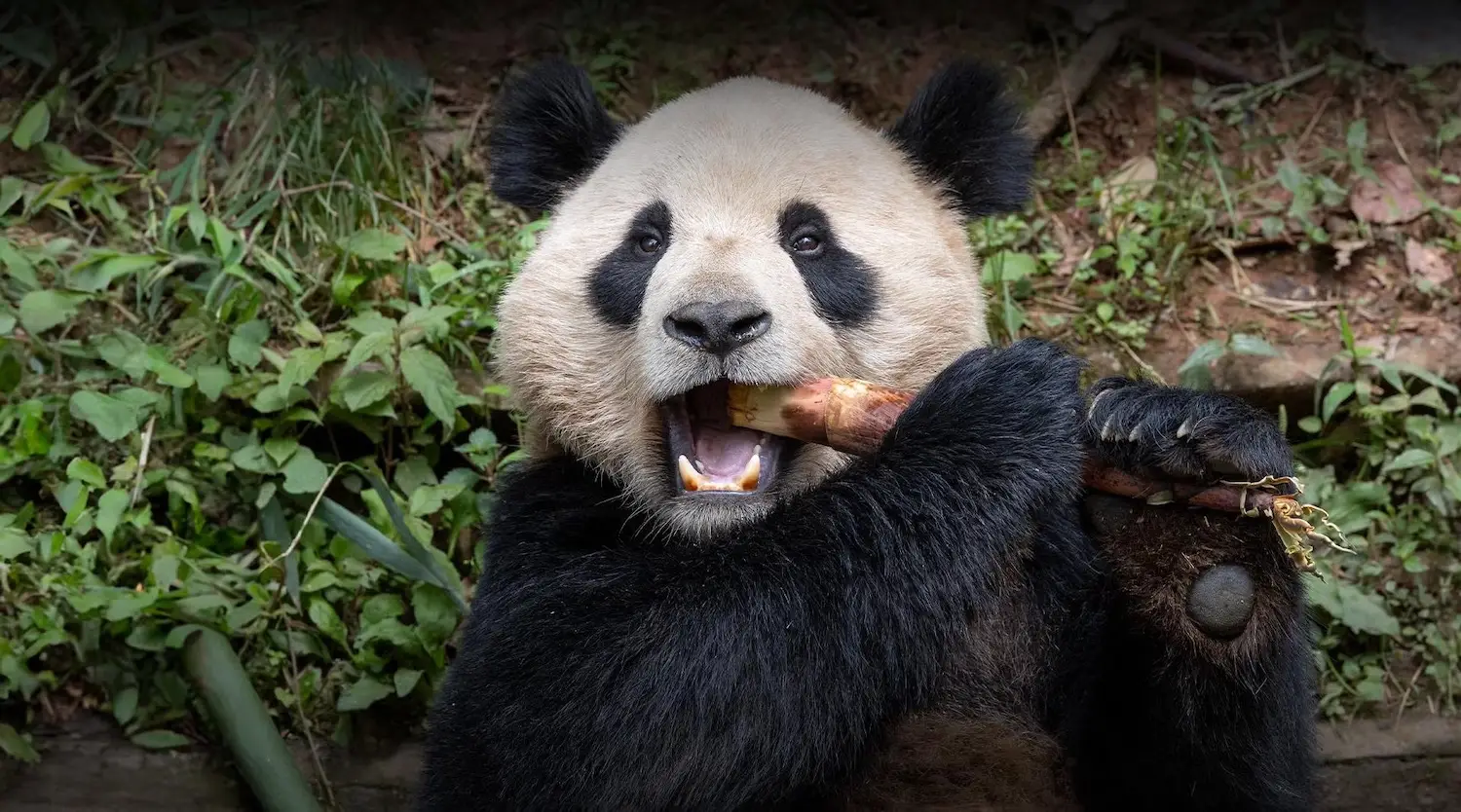 San Diego Panda ridge exhibit featuring new pandas from China