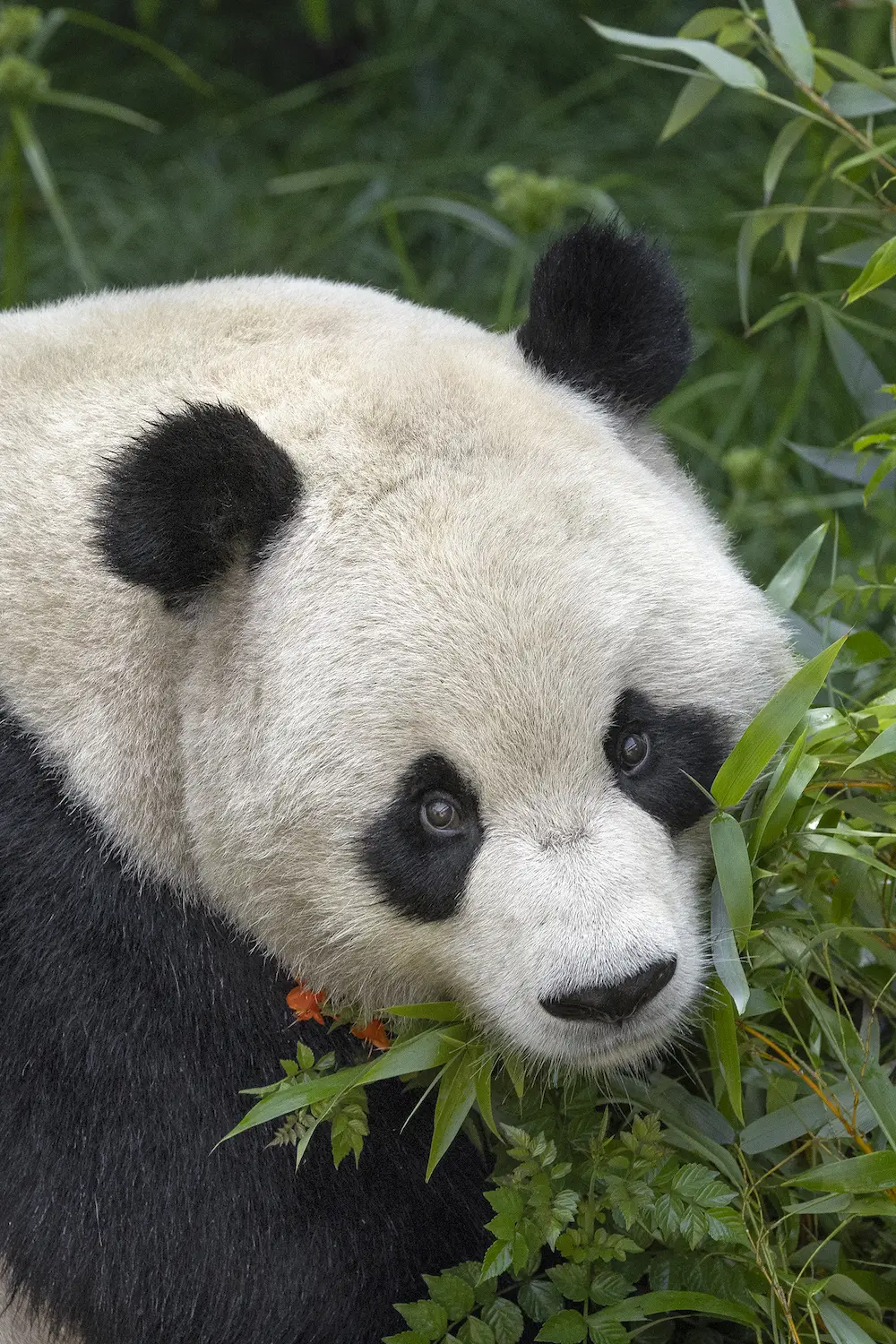 San Diego zoo panda five-year-old male Yun Chuan eating bamboo