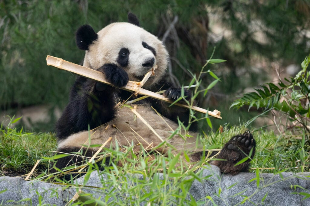San Diego zoo panda Xin Bao eating bamboo