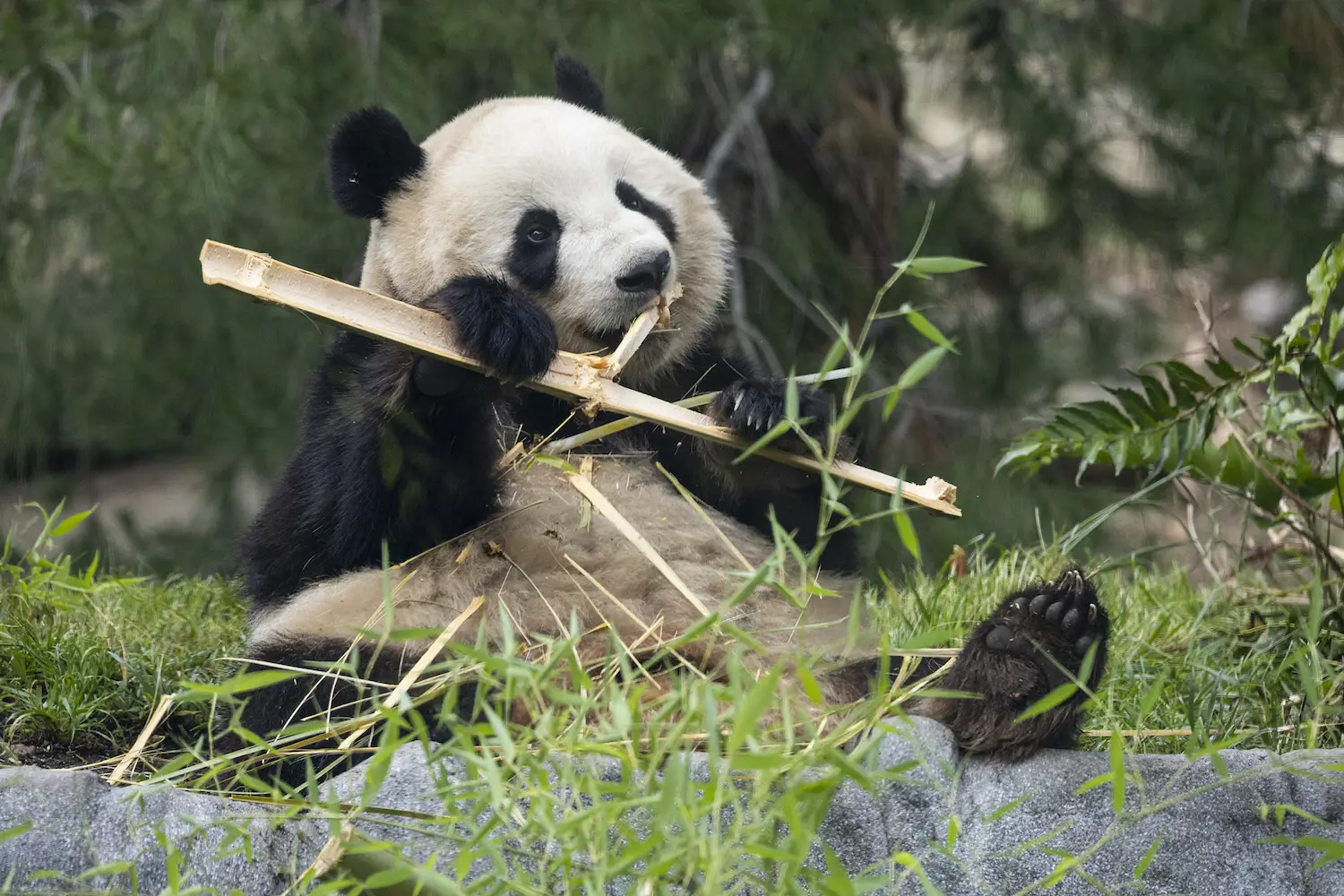 San Diego zoo panda Xin Bao eating bamboo
