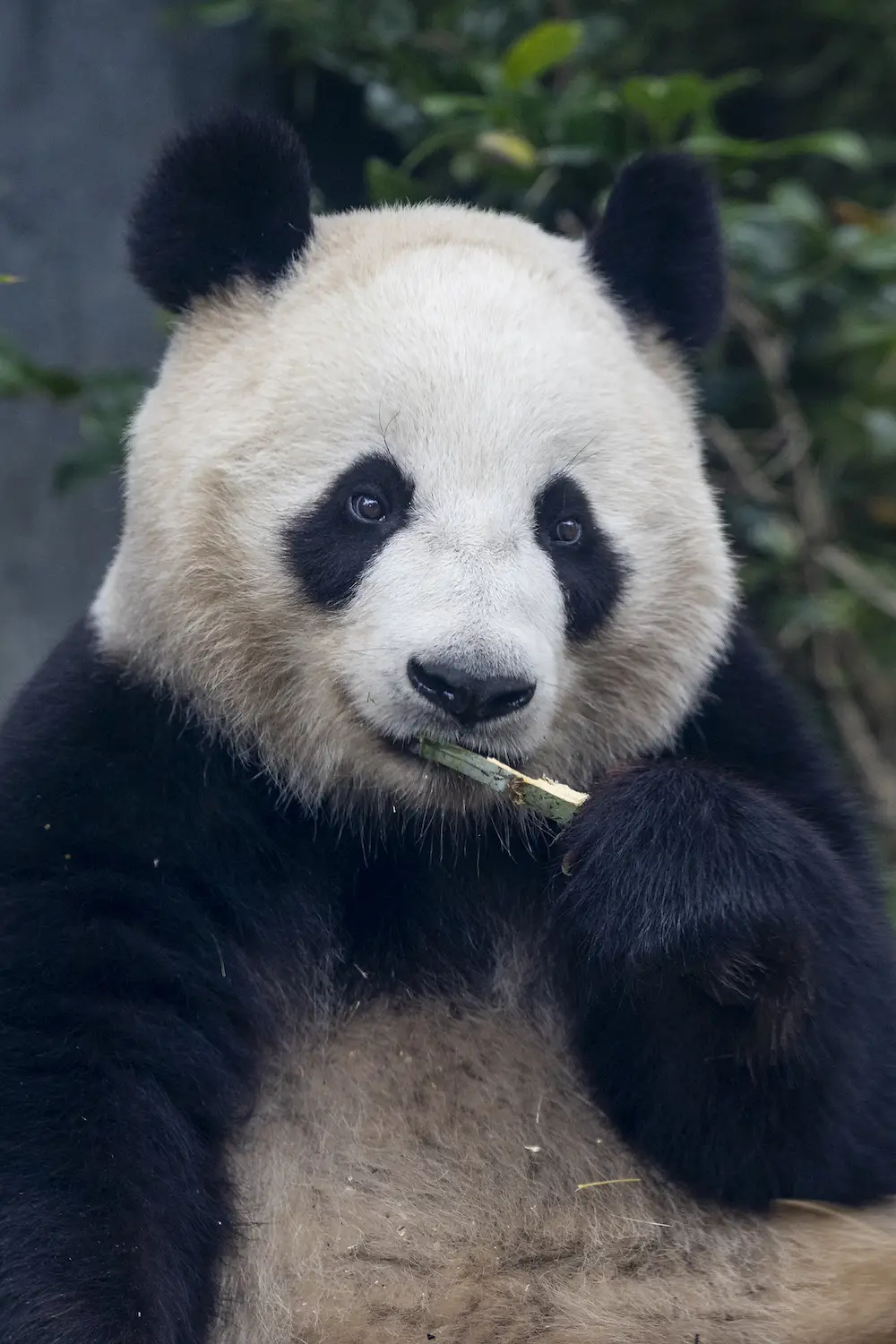 San Diego zoo panda four-year-old female panda Xin Bao eating bamboo