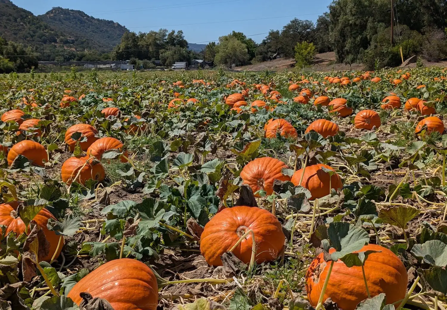 San Diego pumpkin patch at Bates Nut Farm in Valley Center