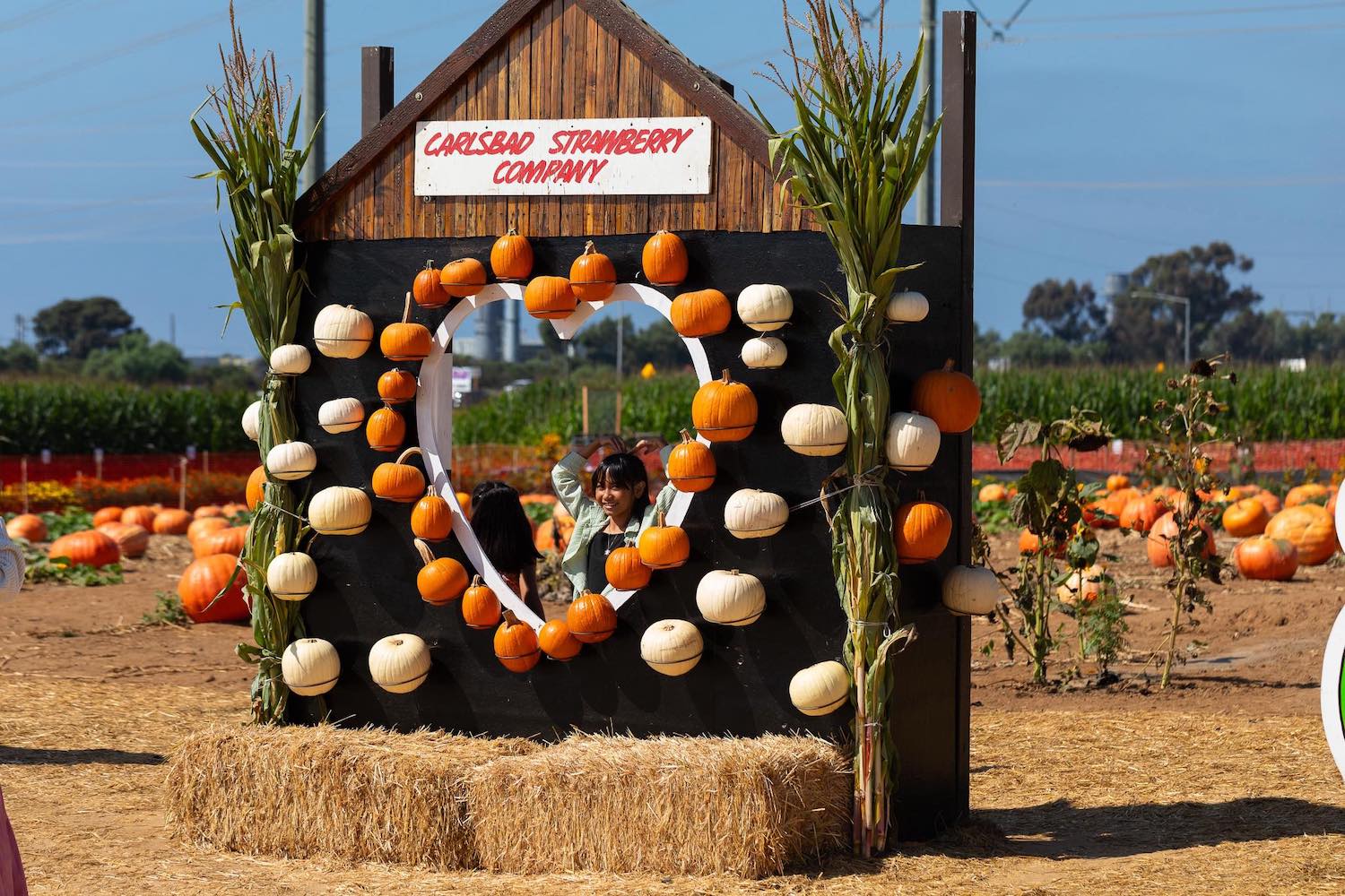 San Diego pumpkin patch at Carlsbad Strawberry Company featuring a photo op