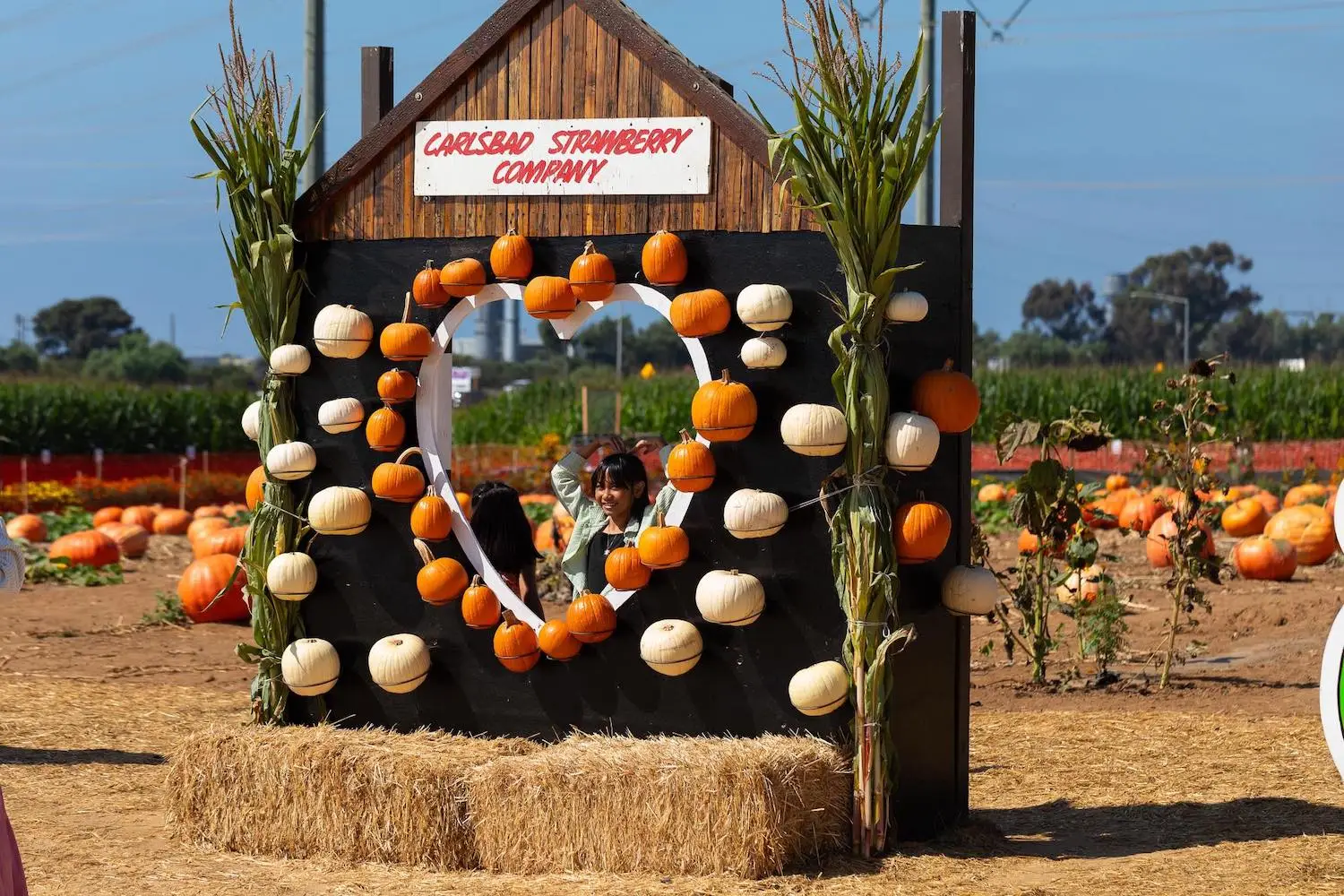 San Diego pumpkin patch at Carlsbad Strawberry Company featuring a photo op