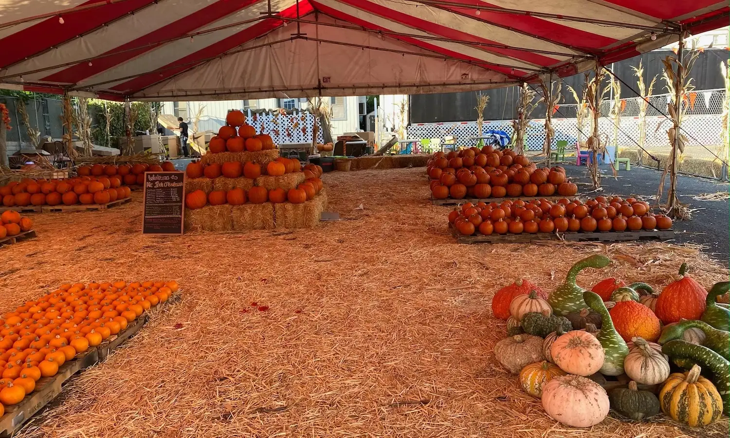 Mr. Jack O’ Lanterns in Clairemont