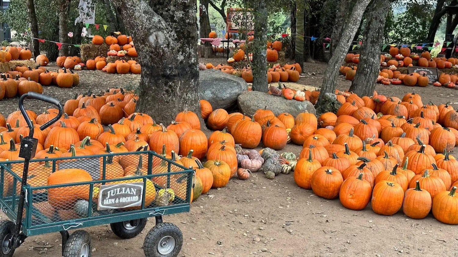 San Diego pumpkin patch at Julian Farm and Orchard