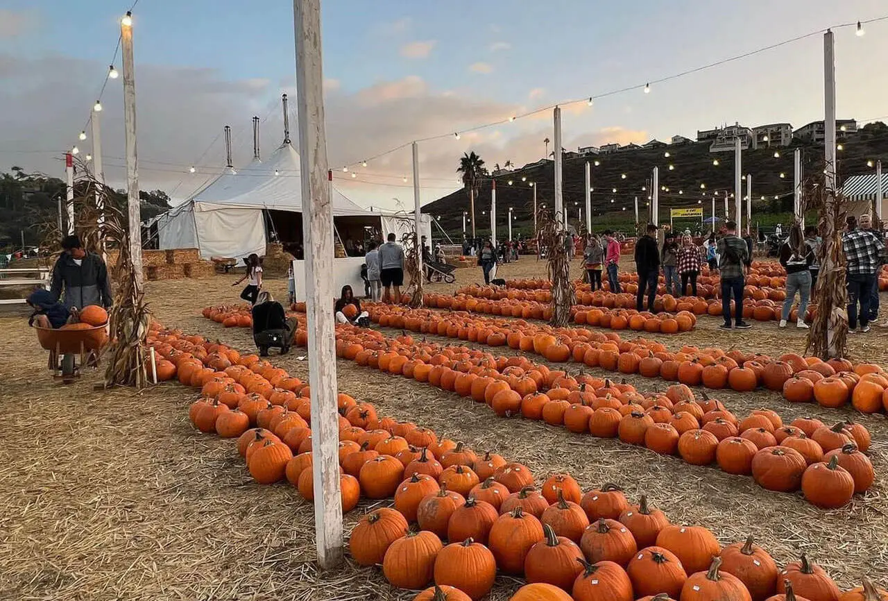 San Diego pumpkin patch at Pumpkin Station with locations in Mission Valley, Rancho Bernardo, Del Mar, and Bonita
