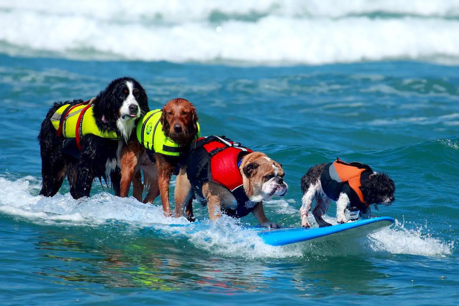 Fun things to do in San Diego this weekend September 3-7, 2025 featuring the Surf Dog Surf-A-Thon in Del Mar
