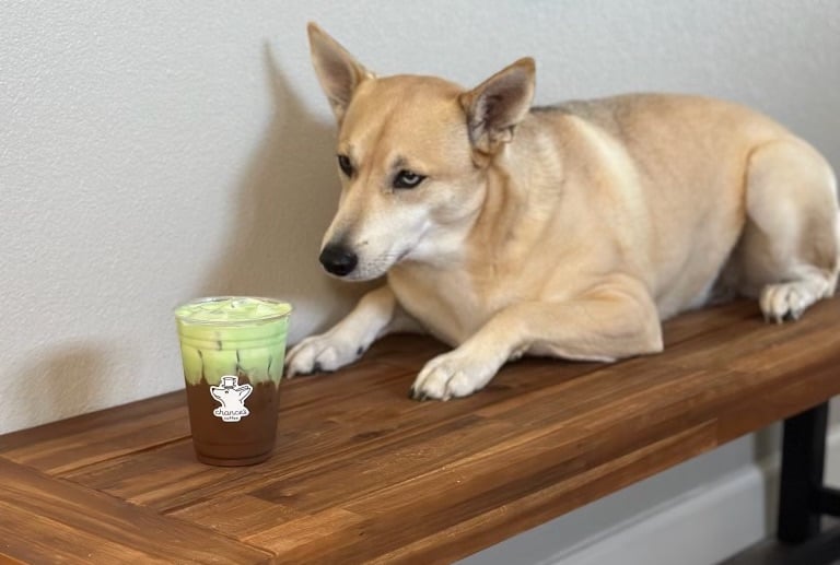 San Diego dog-friendly coffee shop Chance's Coffee opening in North Park in 2025