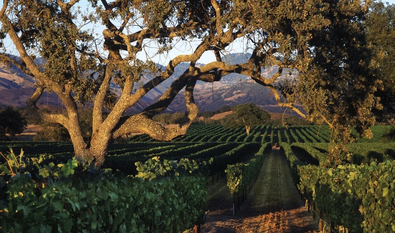 San Diego nearby getaway trip featuring Fess Parker Wine Country in Los Olivos