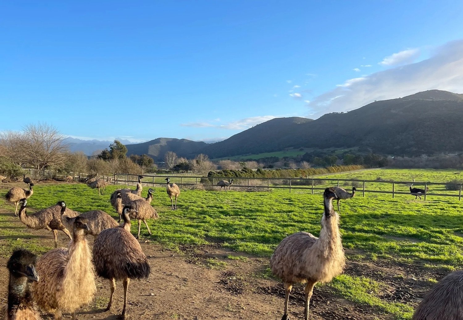 Ostrichland USA near Los Olivos, California