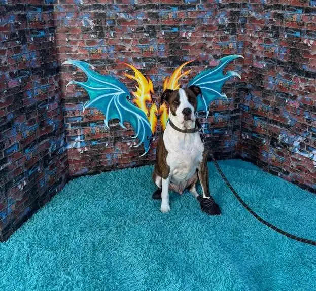 Rocko's Modern Taphouse opening in Hillcrest in 2026 featuring Rocko the dog