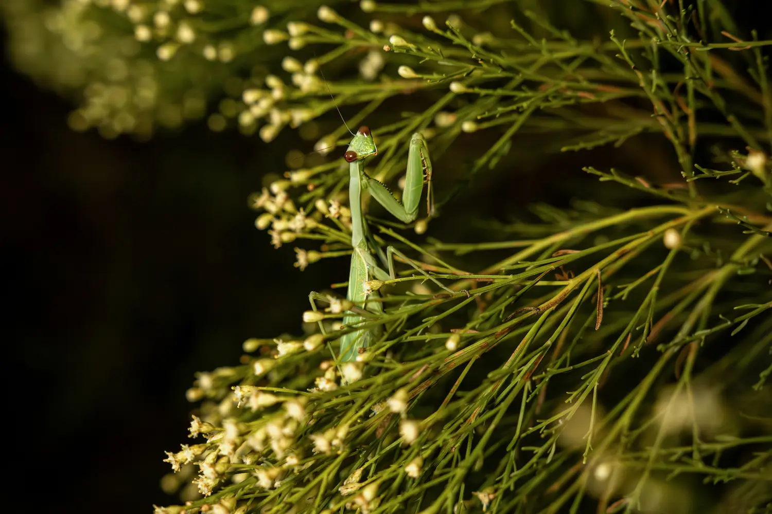 A praying mantis spotted at Mission Trails by San Diego wildlife influencer Wildlife Gannon Stephen Cruz