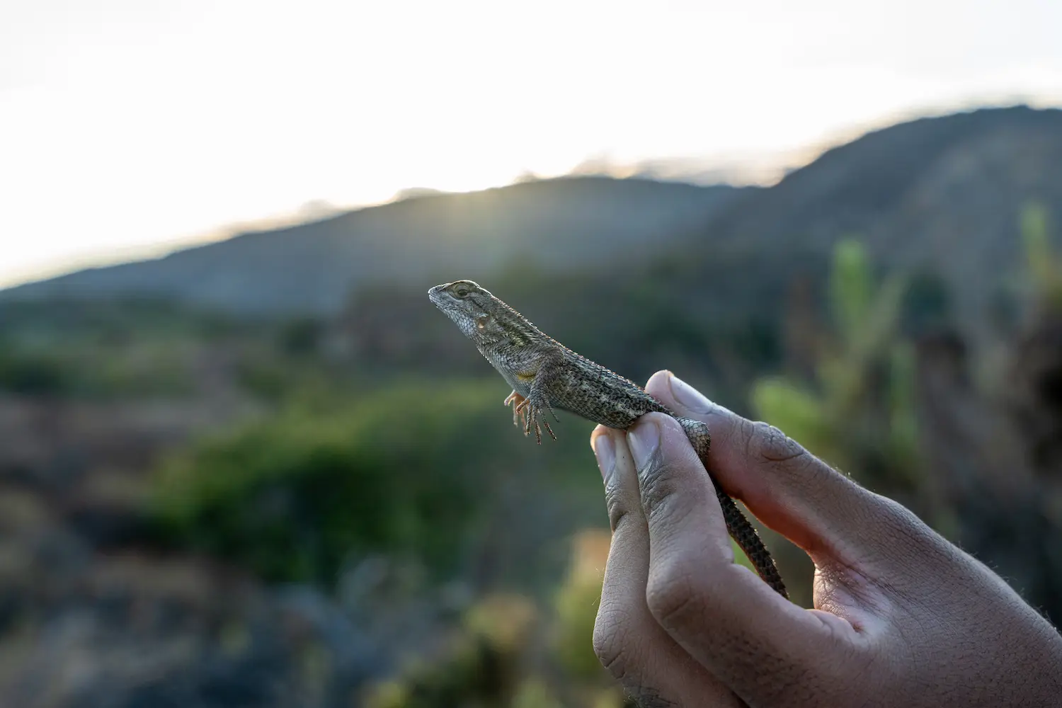 A lizard captured at Mission Trails by San Diego wildlife influencer Wildlife Gannon Stephen Cruz
