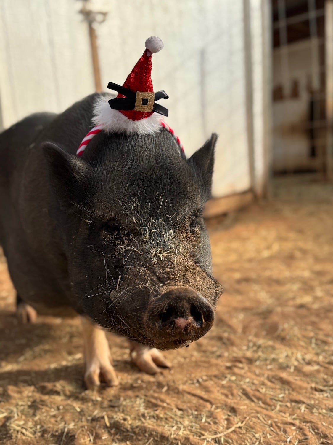 Pig at San Diego animal nonprofit Robin's Nest Rescue in Ramona
