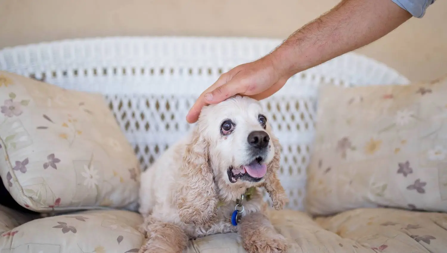 San Diego nonprofits to donate to featuring Frosted Faces Foundation