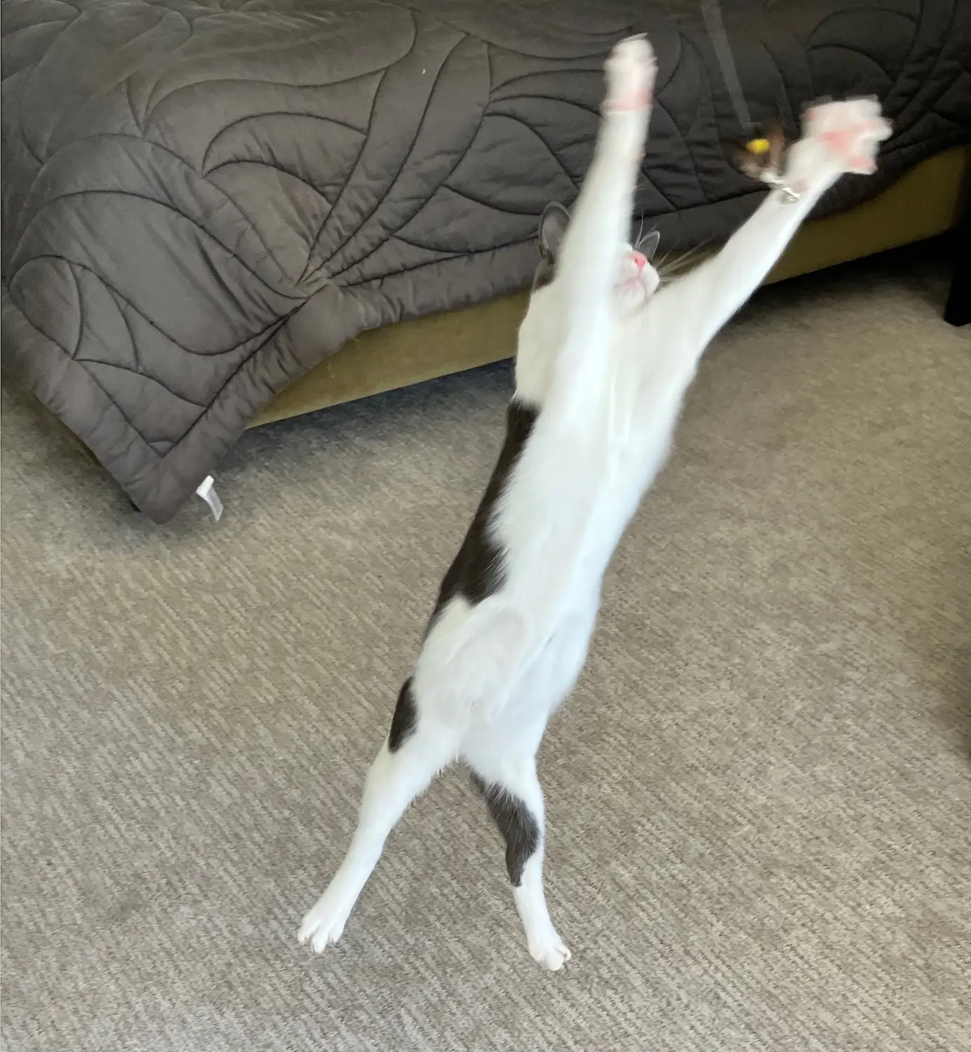 San Diego Magazine's Cutest Pets 2025 reader's pick winner