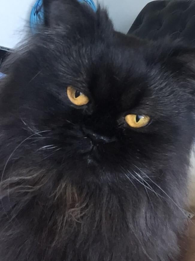 San Diego Magazine's Cutest Pets 2025 reader's pick winner