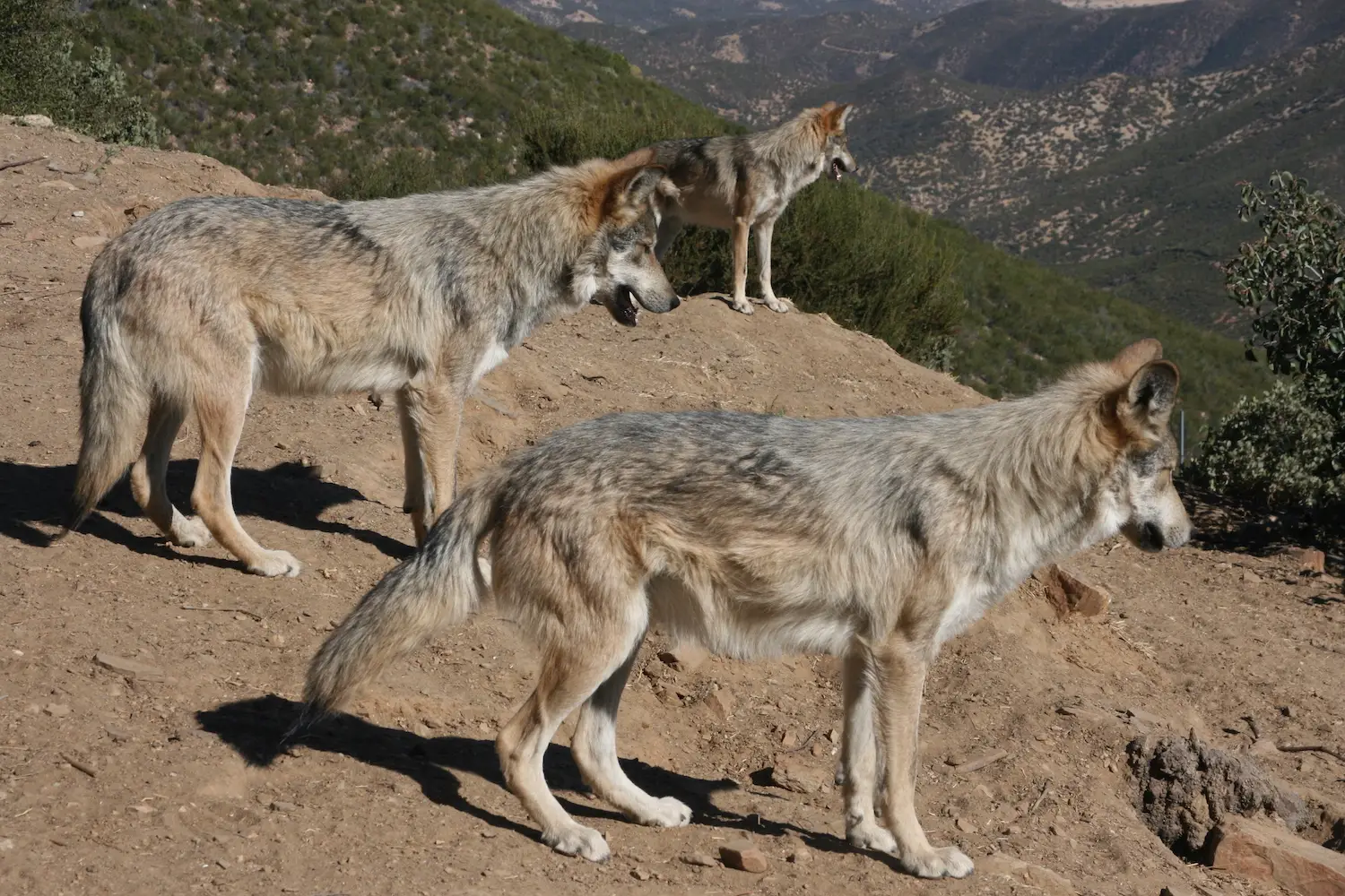 Pack of wolves at San Diego's California Wolf Center in Julian