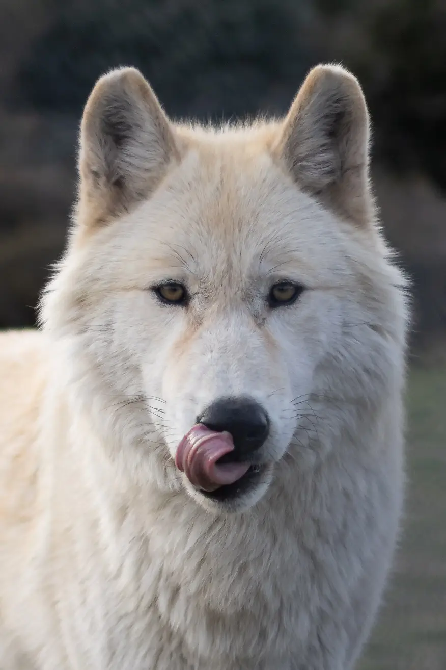 Wolf at San Diego's California Wolf Center in Julian