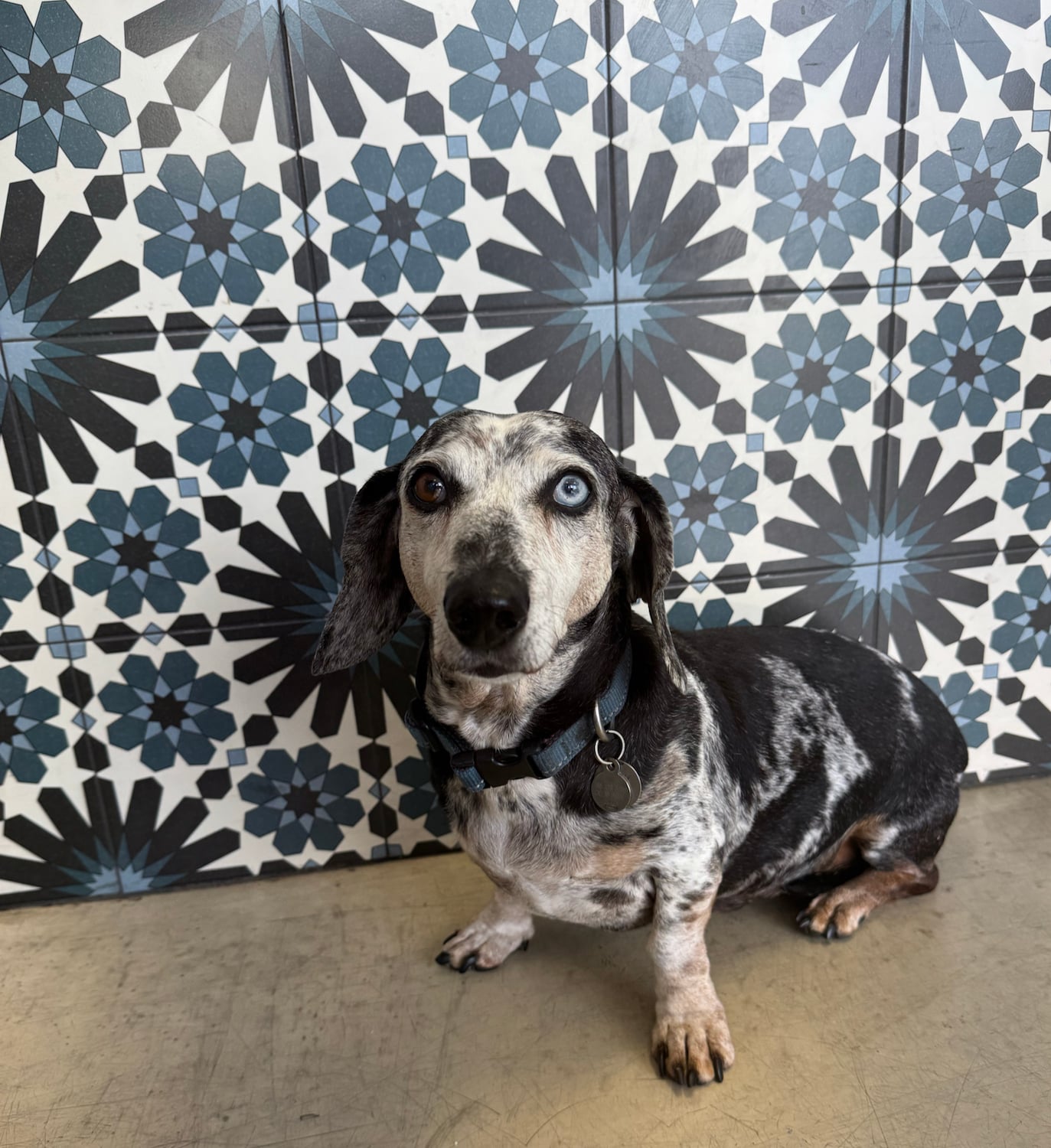 San Diego Magazine's Cutest Pets 2025 reader's pick winner  