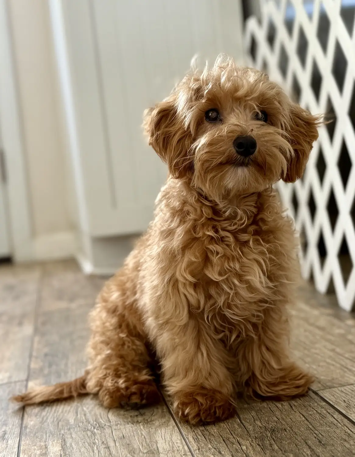 San Diego Magazine's Cutest Pets 2025 reader's pick winner