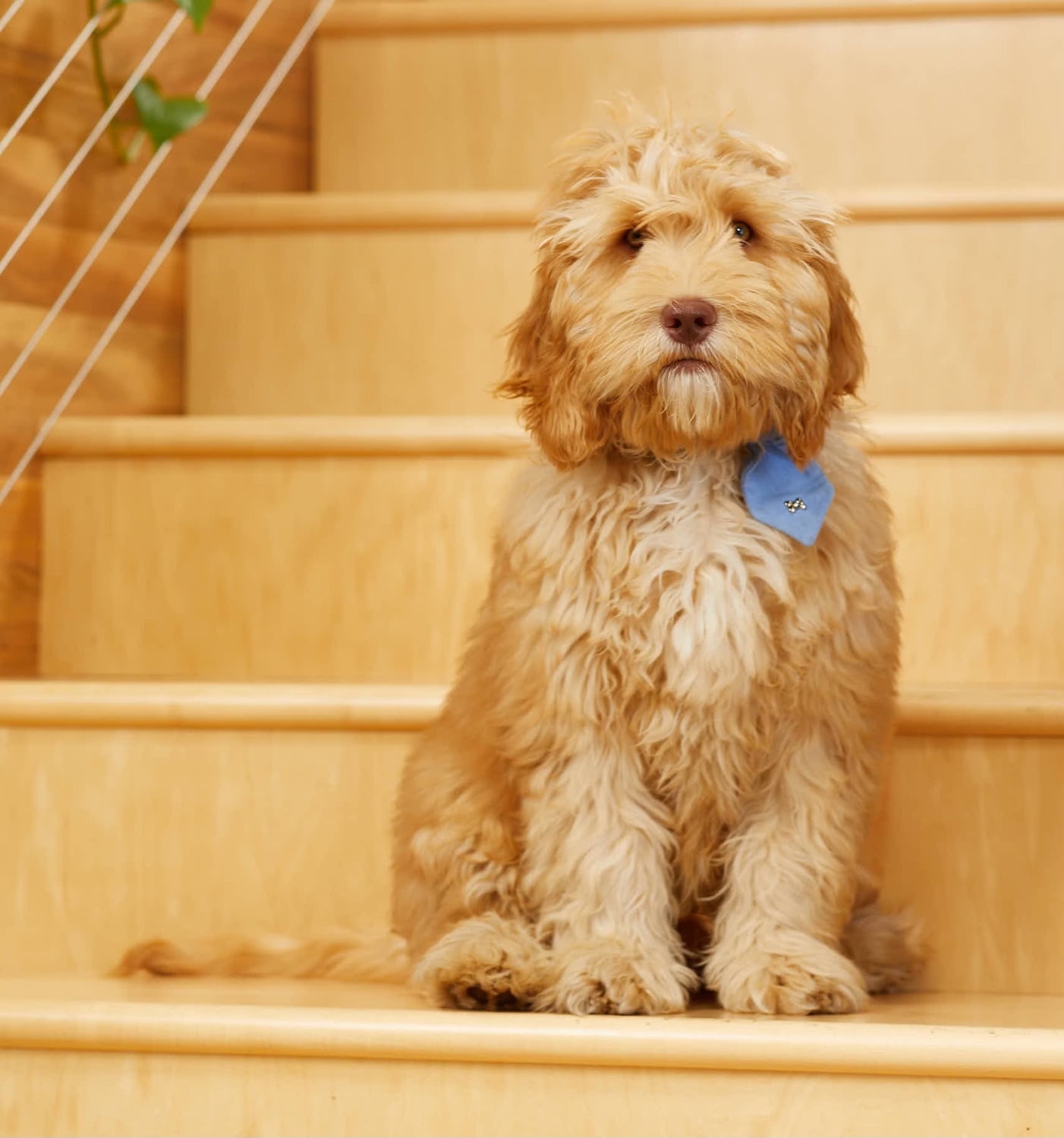 San Diego Magazine's Cutest Pets 2025 reader's pick winner