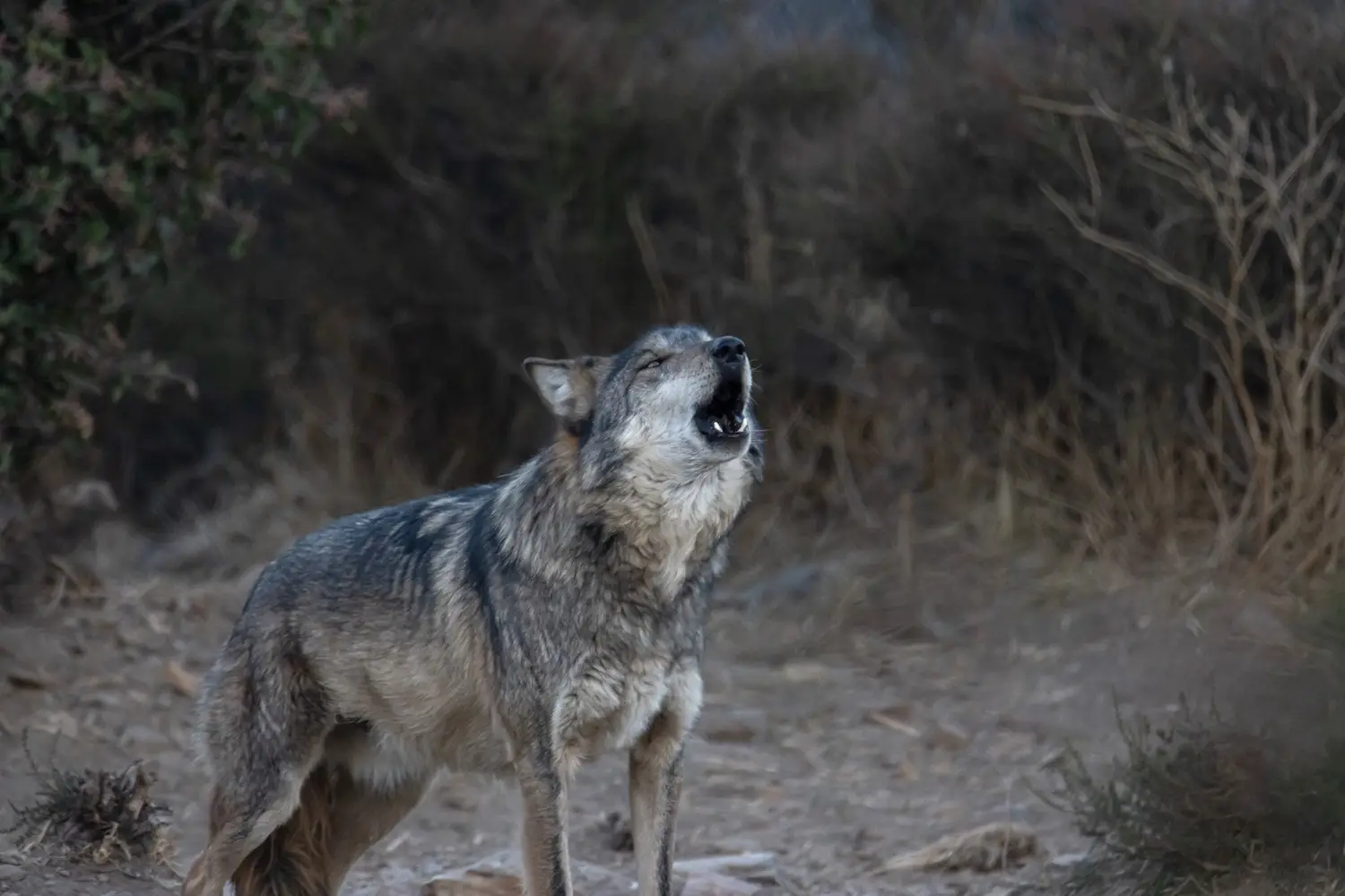 Wolf howling at San Diego's California Wolf Center in Julian