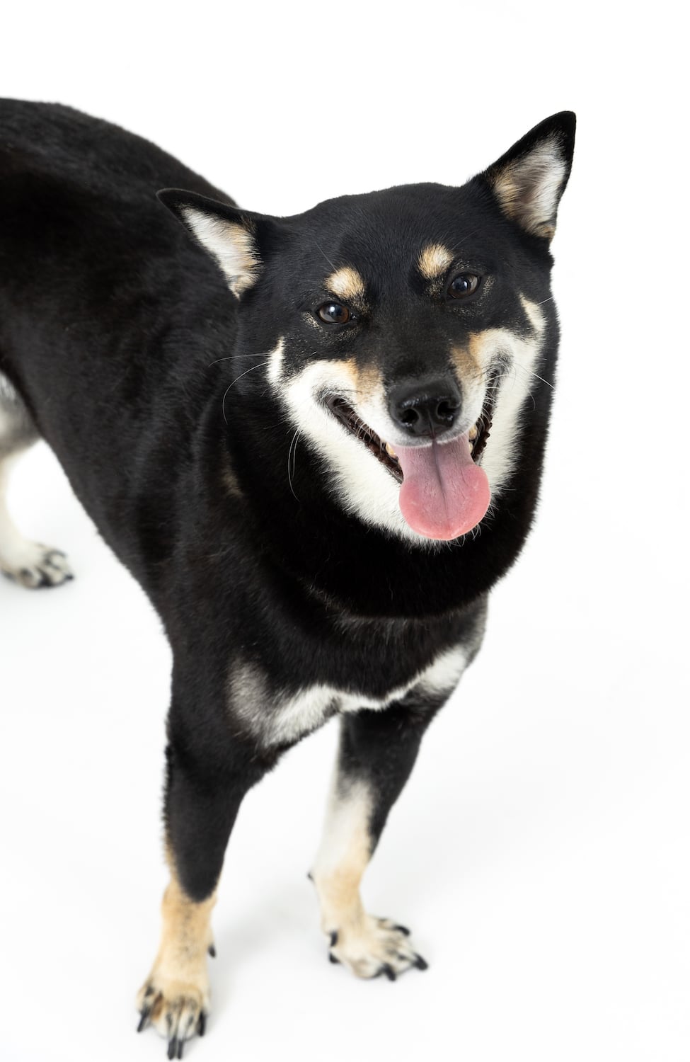 San Diego Magazine's Cutest Pets 2025 content critic's pick winner Our Cold, Journalistic Hearts Award Yumi