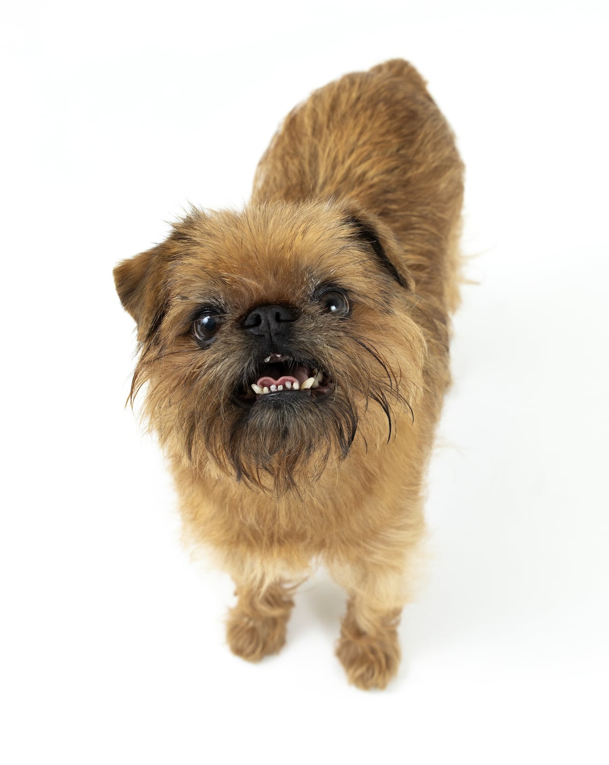 San Diego Magazine's Cutest Pets 2025 content critic's pick winner Floofiest Floof (Dog) Award, Hash Brown 