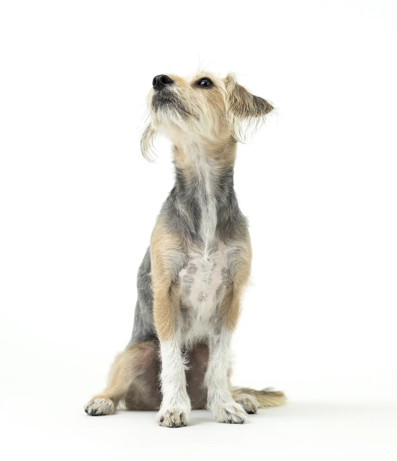 San Diego Magazine's Cutest Pets 2025 content critic's pick winner Tiny But Mighty Award, Stella