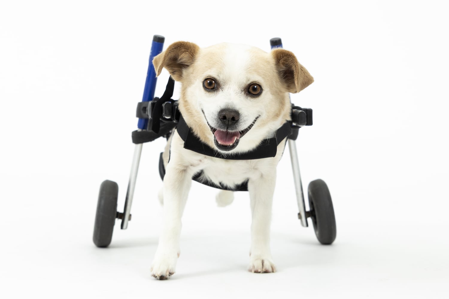 San Diego Magazine's Cutest Pets 2025 content critic's pick winner  Best Smile Award, Remy