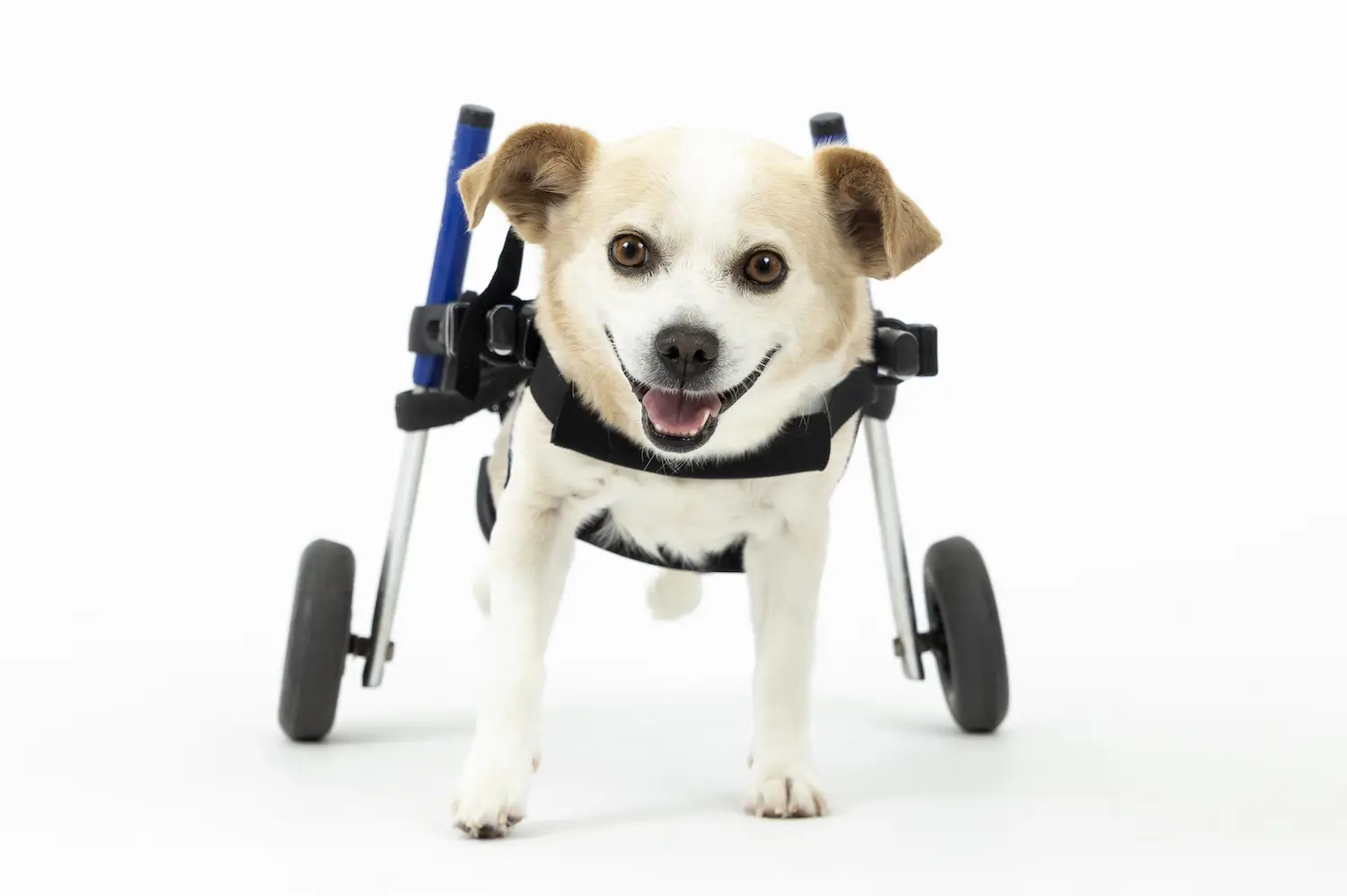 San Diego Magazine's Cutest Pets 2025 content critic's pick winner Best Smile Award, Remy