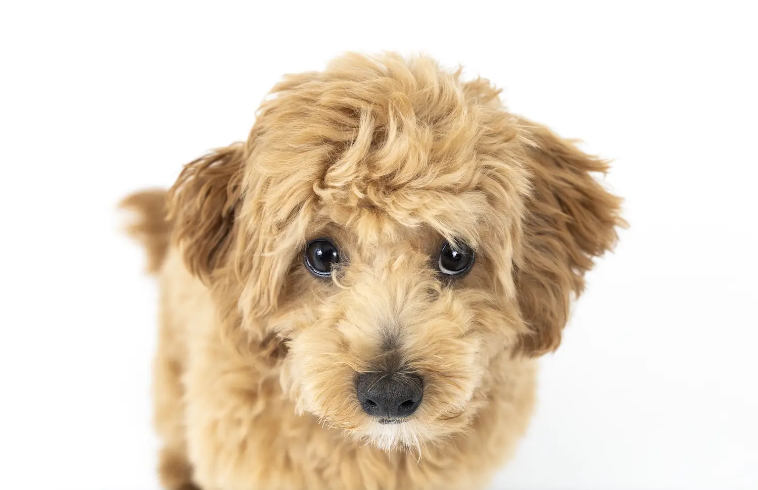 San Diego Magazine's Cutest Pets 2025 content critic's pick winner Cutest Puppy Award, Churro