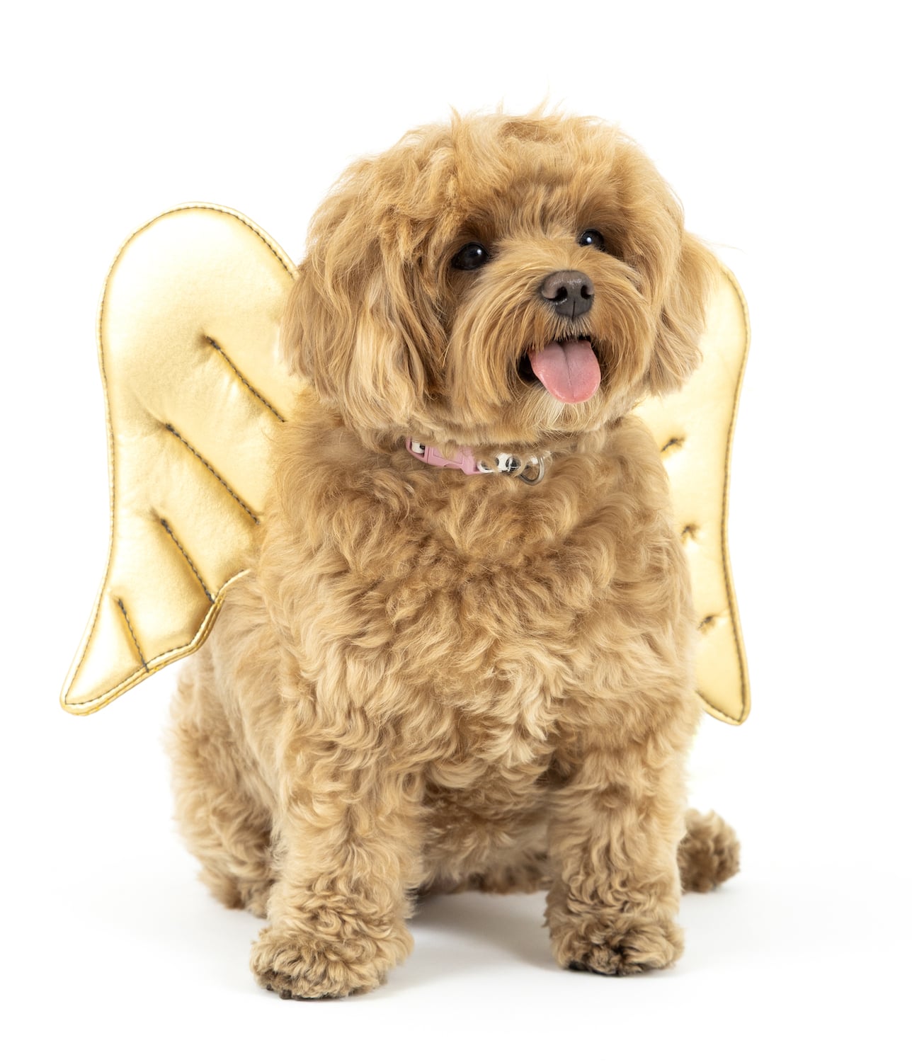 San Diego Magazine's Cutest Pets 2025 content critic's pick winner  Certified Good Girl Award, Mochi