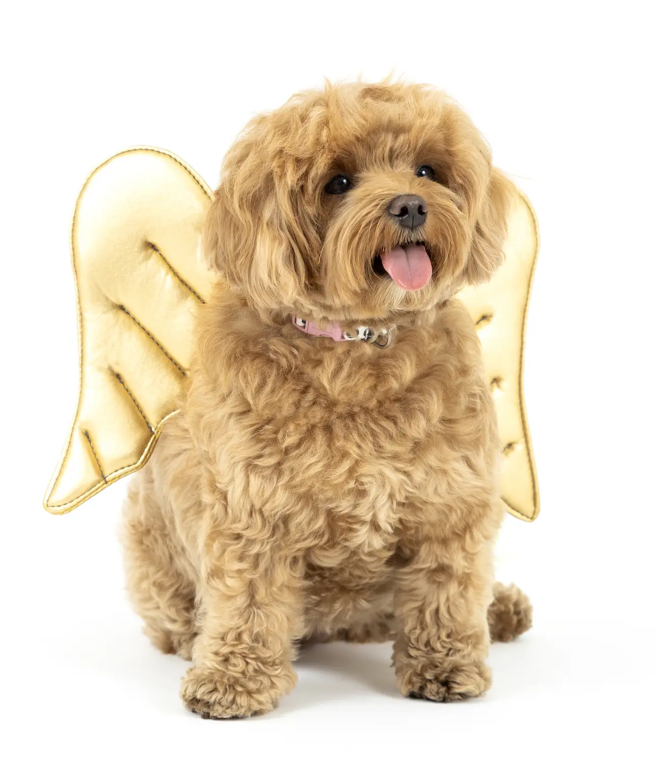 San Diego Magazine's Cutest Pets 2025 content critic's pick winner Certified Good Girl Award, Mochi